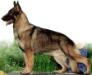 SEL & BIS CH (US) Windwalker's Leroy Brown