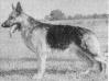 Hessian's Baldur (1960s Black & White Image)