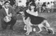 Nordheim's Bernd Toast (Dog Show Photo)