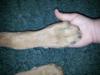 4 Month old paw