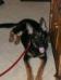 Greta 5 1/2 months old