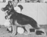 Bethesda's Tacoma of Si-Don (2nd American Bred Dog)