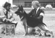 Scherzar's Devon (1st Open Dog) 15-3-1987