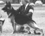 Scherzar's Devon (1st Open Dog) 15-3-1987