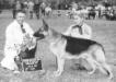 Fleetwood's Aristocrat (German Shepherd Dog Club of Greater New Haven) 1964