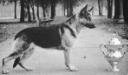 Solo Nina of Rushagen & United States 1955 Grand Victrix Trophy