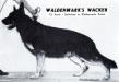 Waldenmark's Wacker