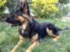 Athena