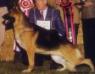 1996 US Grand Victor Champion Stoneway's Uecker