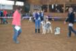 1 excellent Intermediate class Dutch Specialty 2014