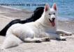 white swiss shepherd Dzsemil