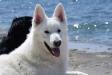 white swiss shepherd Dzsemil