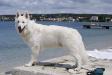 white swiss shepherd Dzsemil