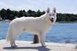 white swiss shepherd Dzsemil