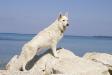 white swiss shepherd Dzsemil