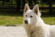 white swiss shepherd Dzsemil