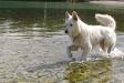 white swiss shepherd Dzsemil