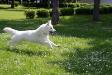 white swiss shepherd Dzsemil