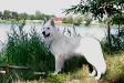 white swiss shepherd Dzsemil