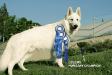 white swiss shepherd Dzsemil