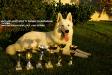 white swiss shepherd Dzsemil