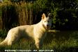 white swiss shepherd Dzsemil