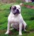 Mancera's and Mac's Rocky Bullboa