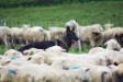 Aries vom Shepherdgate