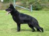 Thorres Ro-Kop - Pair´s son - 1 year old - June 2014 