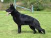 Thorres Ro-Kop - Pair´s son - 1 year old - June 2014 