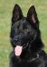 Thorres Ro-Kop - Pair´s son - 1 year old - June 2014