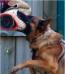 schutzhund