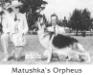 Matushkas Orpheus (nine months old)