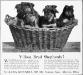 Klodo vom Boxberg (Old Villosa Shepherds Klodo Puppies Ad)