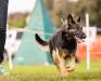Conformation Open Working Dog