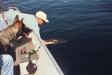King fishing
