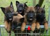 7 weeks