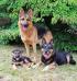 Three Generations!