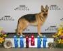 GSD National Specialty