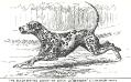 Berolina (1887 Dalmation)