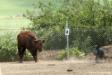 Herding cows