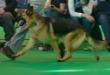 Crufts 6th March 2015