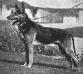 SGR (A/B/F) GVCH(US) Apollo von Hühnenstein (Hunenstein - AKC)