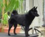 Schipperke Almina, 12 months