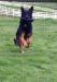 Retrieving Frisbee