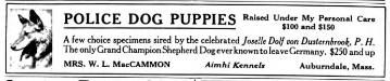 Joselle's Dolf von Düsternbrook (Historical Puppy Advertisement)