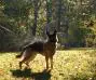 Photo's of Jake von Sable Rock II