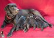 3 weeks old pups with mom