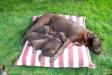 4 weeks old pups with mom