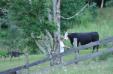 Lexi with steer.